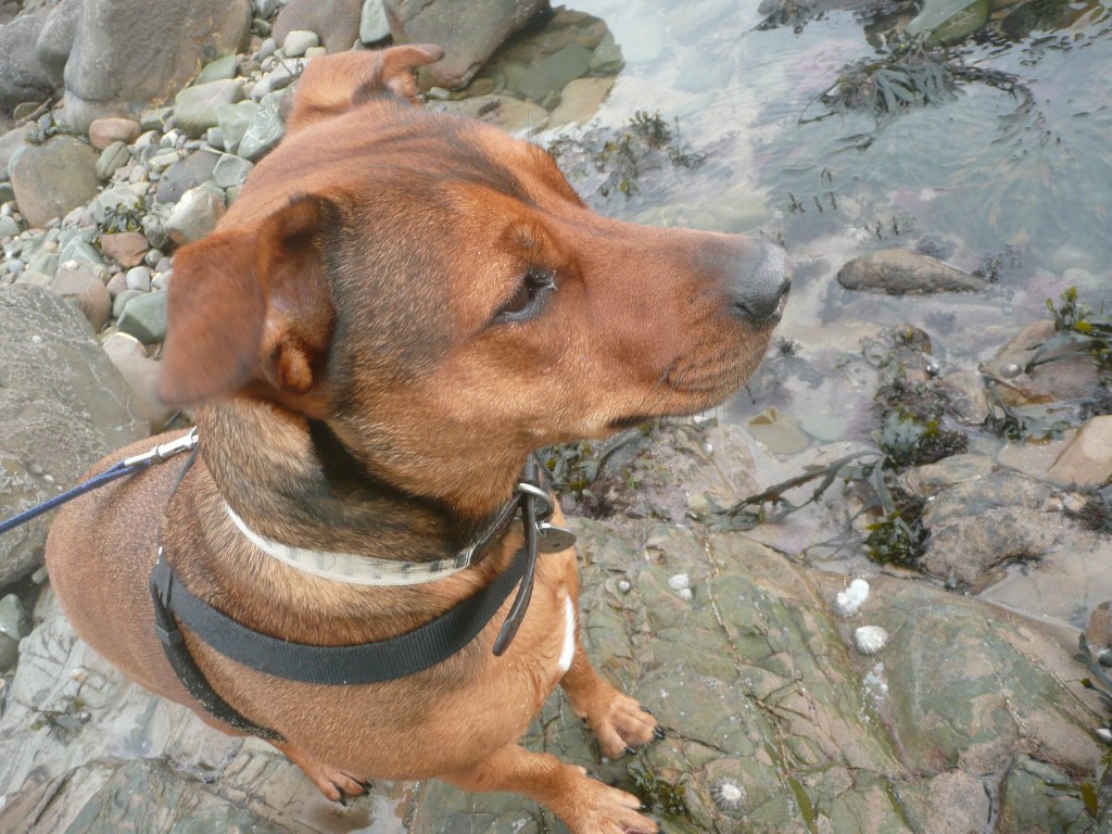 The best recipe for chocolate pudding&nbsp;ever