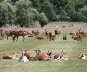 richmond park, the antique love, helena fairfax