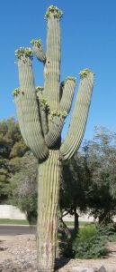 linda andrews, helena fairfax