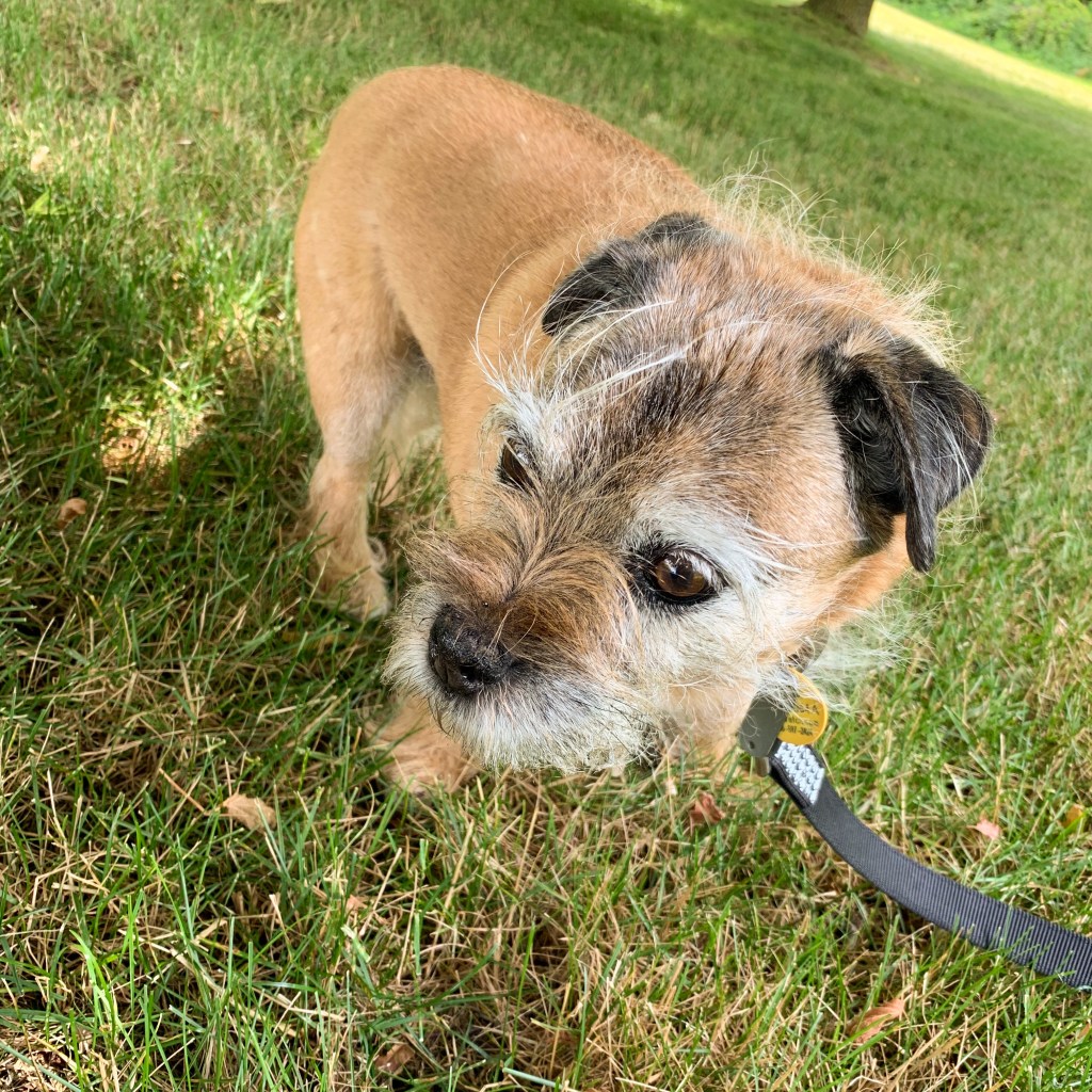 helena fairfax, freelance editor